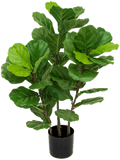 Fiddle Tree Bush (FR) 90 cm