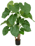 Alocasia Bush (FR) 120 cm
