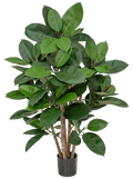 Ficus Elastica Bush (FR) 98 cm