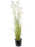Grass Allium White Bush (FR) 130 cm
