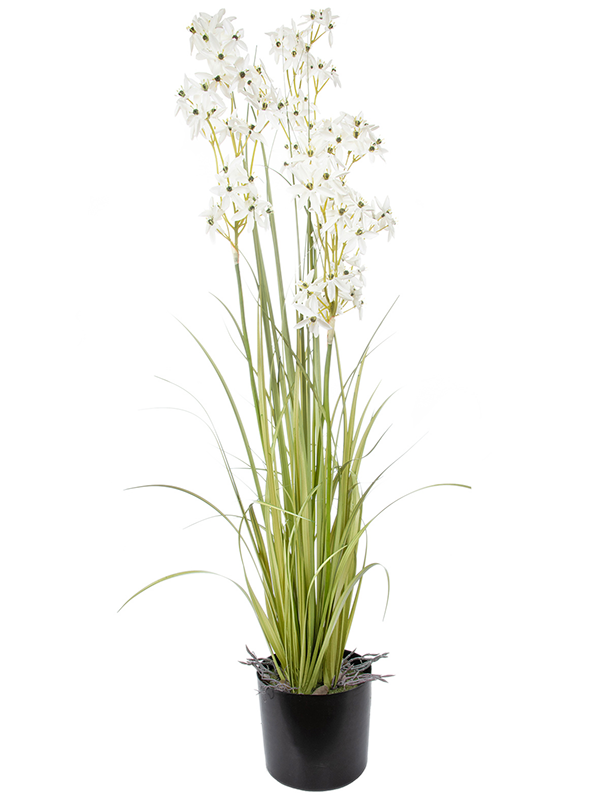 Grass Allium White Bush (FR) 130 cm