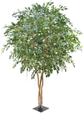 Ficus Exotica Bush (FR) 400 cm