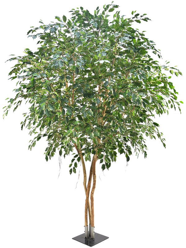 Ficus Exotica Bush (FR) 400 cm