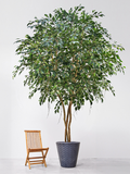 Ficus Exotica Natural Trunk (FR) 500 cm