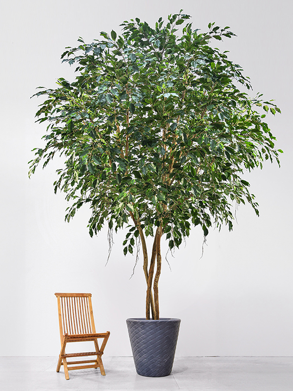 Ficus Exotica Natural Trunk (FR) 500 cm