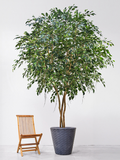 Ficus Exotica Bush (FR) 300 cm