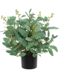 Poppel Bush (FR) 40 cm