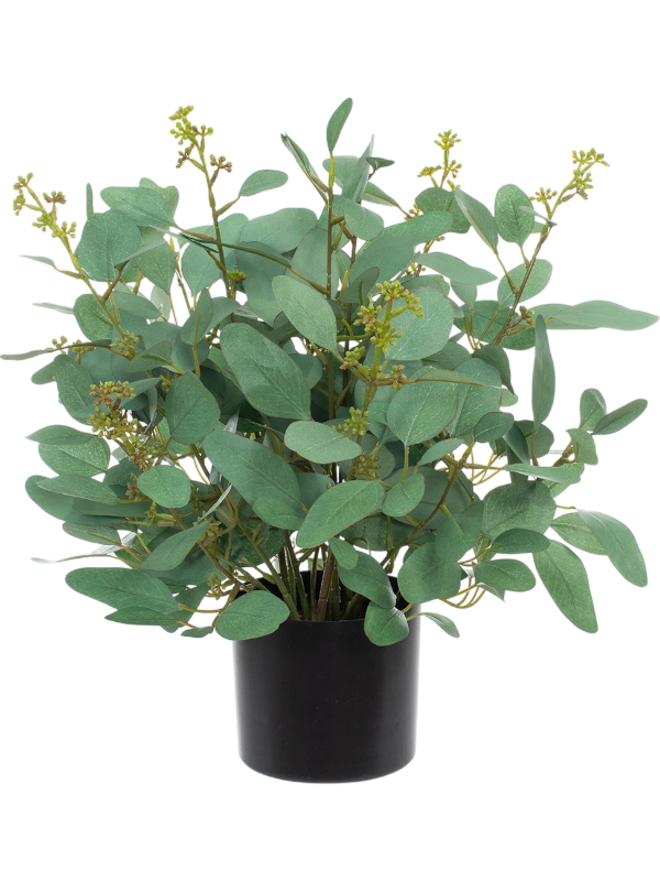 Poppel Bush (FR) 40 cm