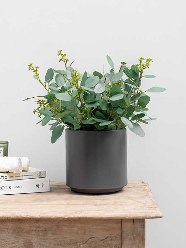 Poppel Bush (FR) 40 cm
