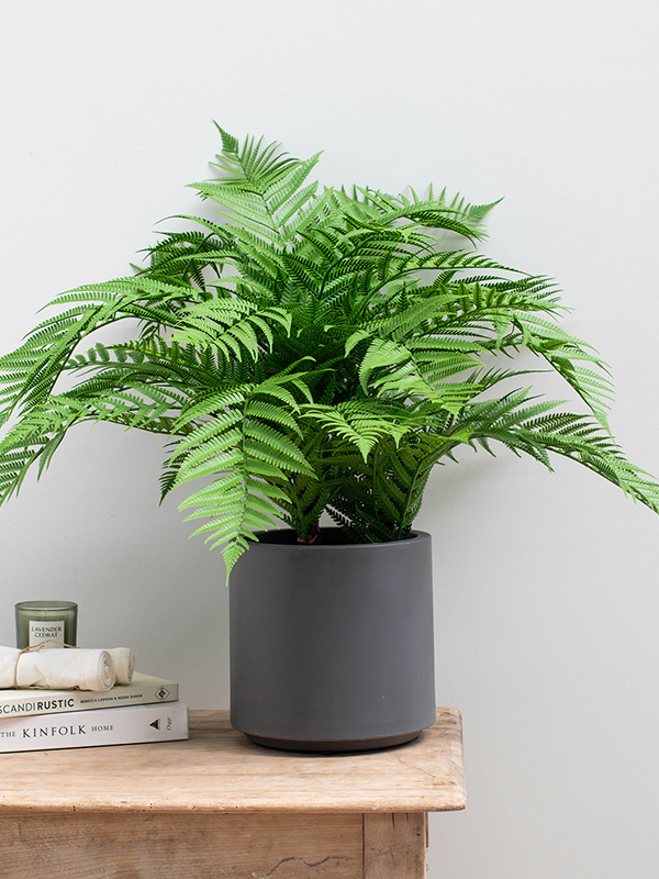 Alsophila Fern (FR) 85 cm