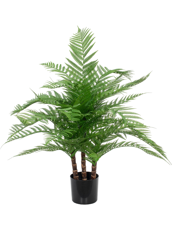 Alsophila Fern (FR) 85 cm
