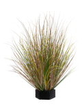 Grass Green Variegated(FR) 50 cm