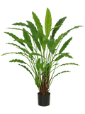 Calathea Bush (FR) 77 cm