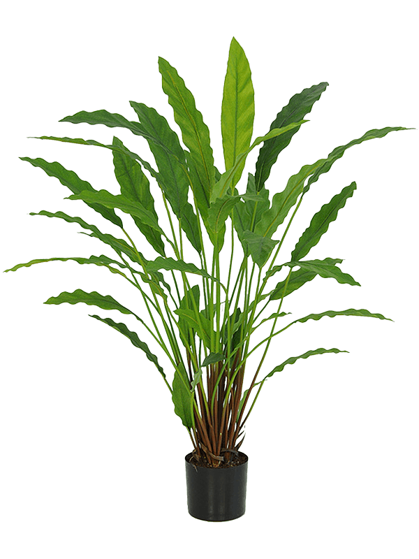 Calathea Bush (FR) 77 cm