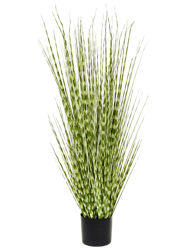 Zebra Grass (FR) 137 cm