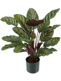 Calathea Makoyana Bush (FR) 58 cm