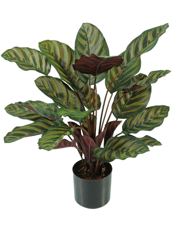 Calathea Makoyana Bush (FR) 58 cm