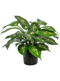 Diefenbachia Potted (FR) 37 cm