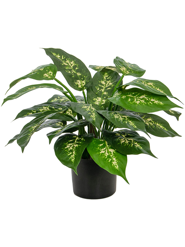 Diefenbachia Potted (FR) 37 cm