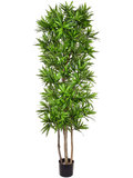 Dracaena Song Of Jamaica Natural Trunk (FR) 180 cm
