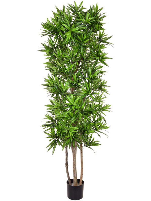 Dracaena Song Of Jamaica Natural Trunk (FR) 180 cm