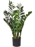 Zamioculcas Base Tree (FR) 90 cm