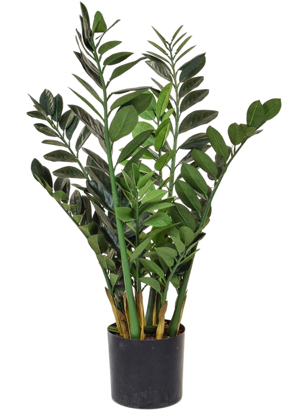 Zamioculcas Base Tree (FR) 90 cm