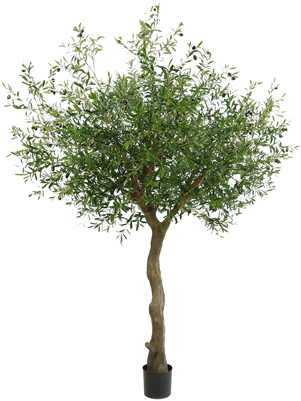 Olive Bush (FR) 230 cm