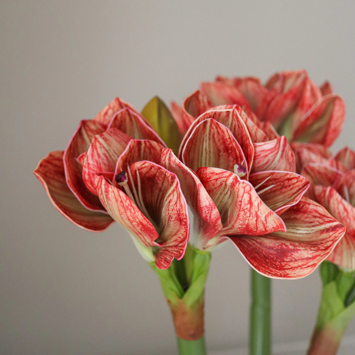 Burnt Red Amaryllis Bouquet