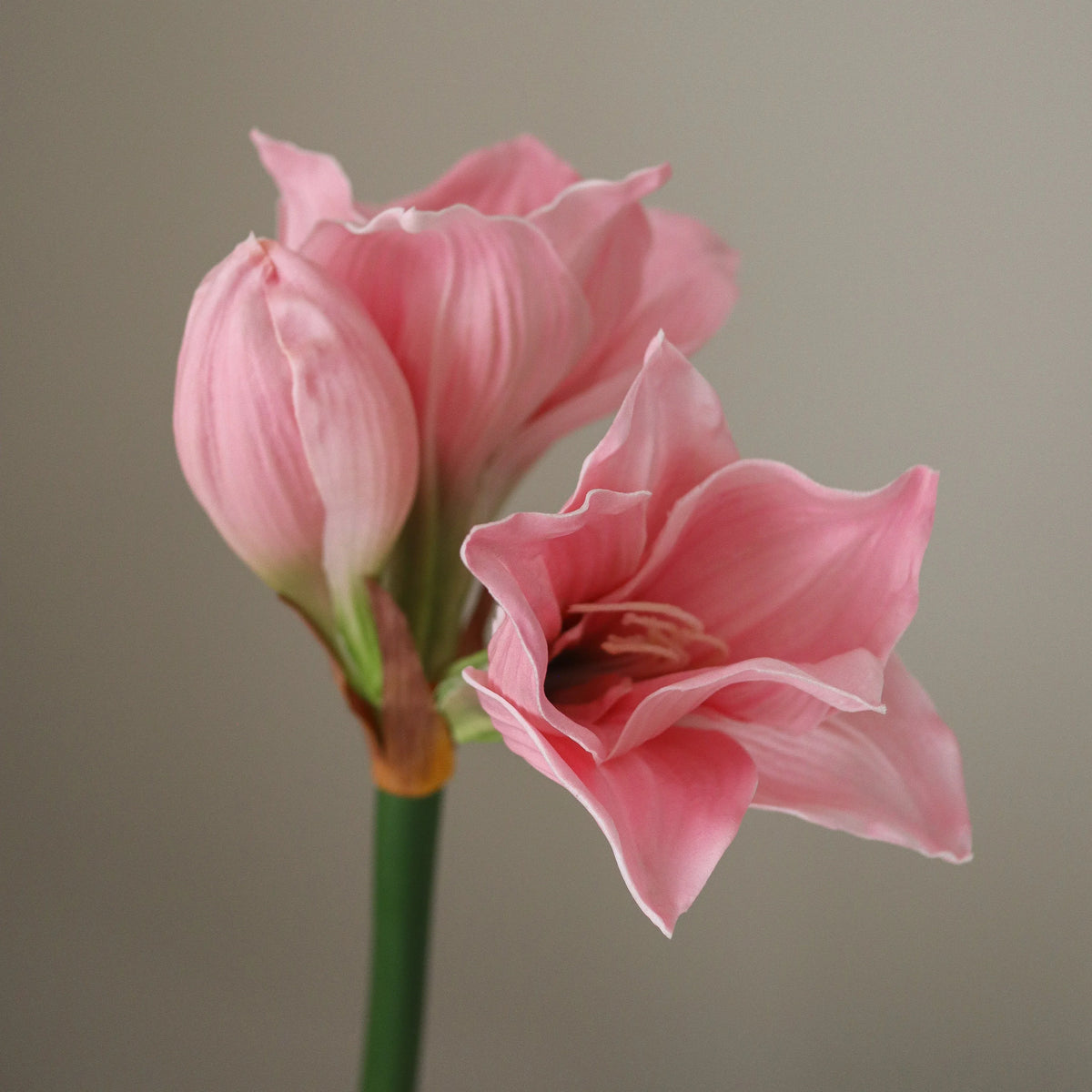 Light Pink Amaryllis Bouquet