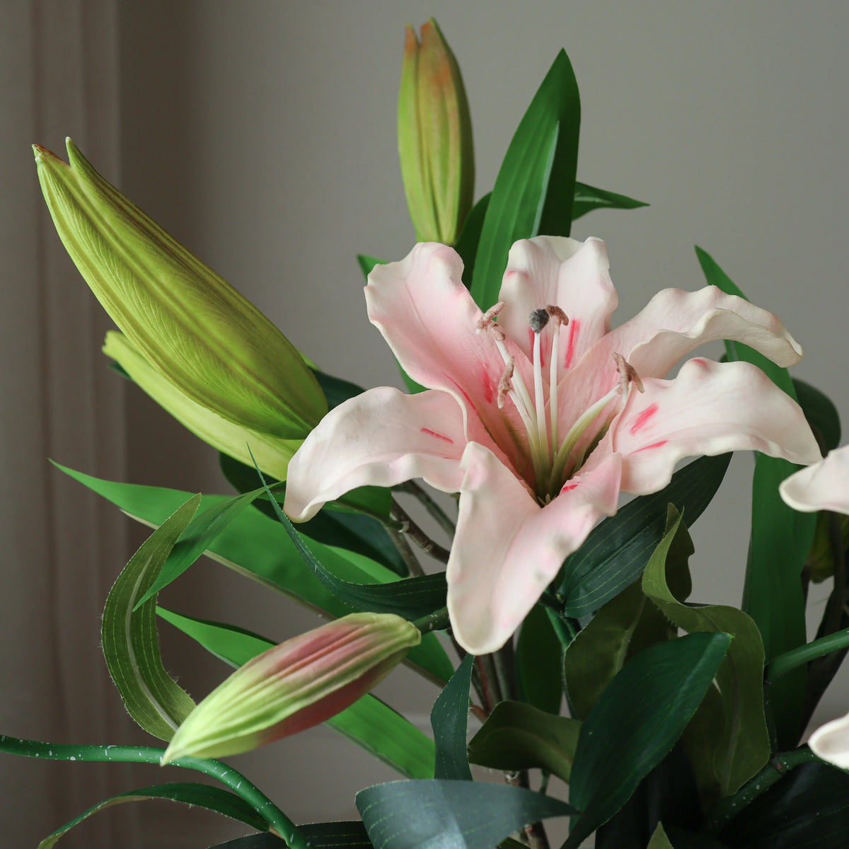 Garden Lily