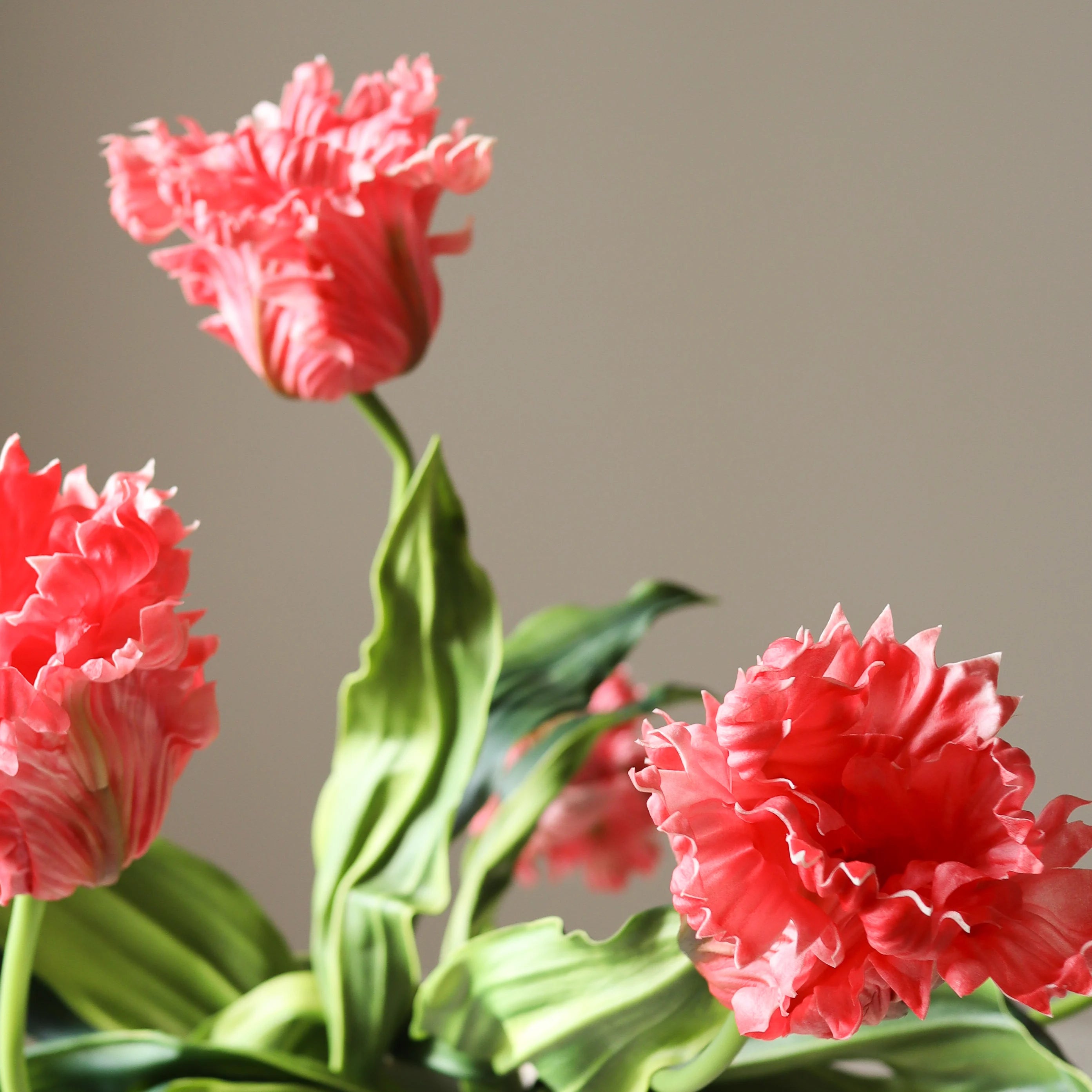 Dark Pink Parrot Tulip Bouquet